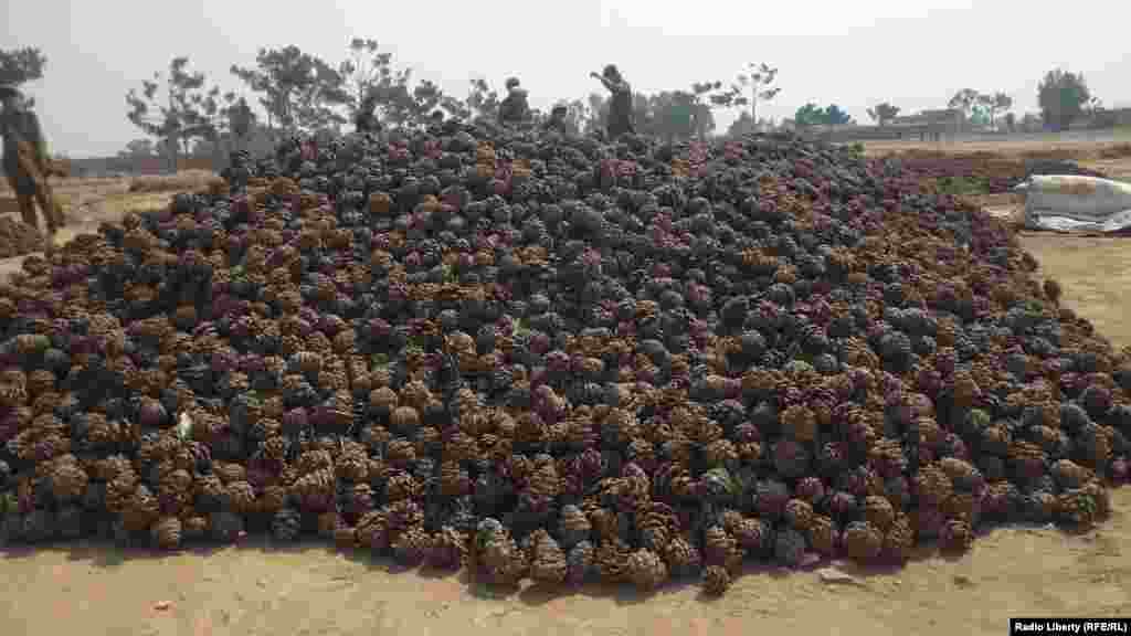 په خوست کې د جلغوزو حاصلات