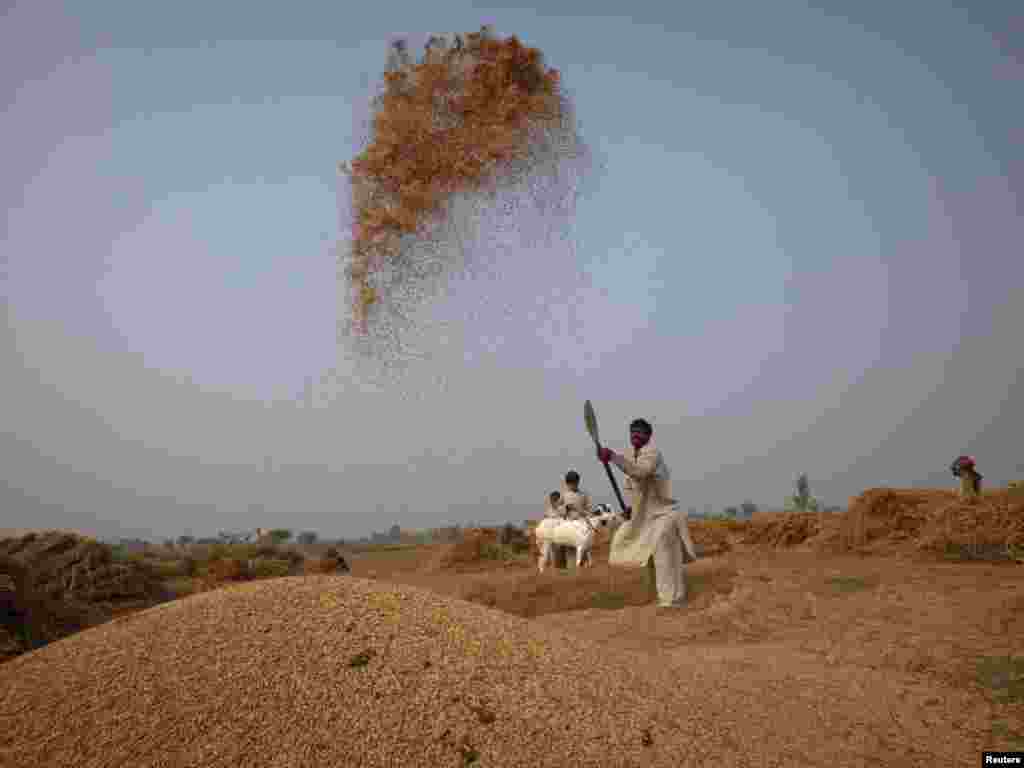 A man sifts wheat in a field on the outskirts of Lahore. (Mohsin Raza for Reuters)