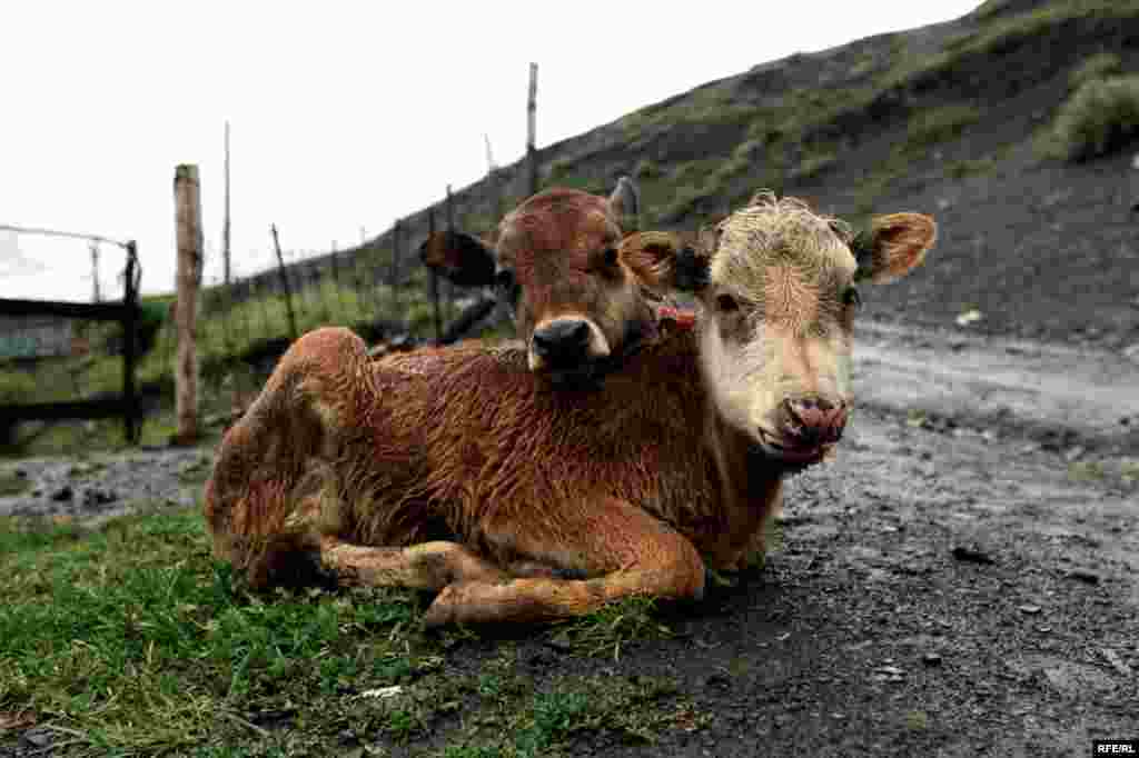 Xınalıq kəndinin yay qayğıları #10