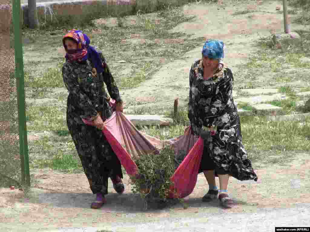 Haşal otlary daşap bar&yacute;an da&yacute;zalar