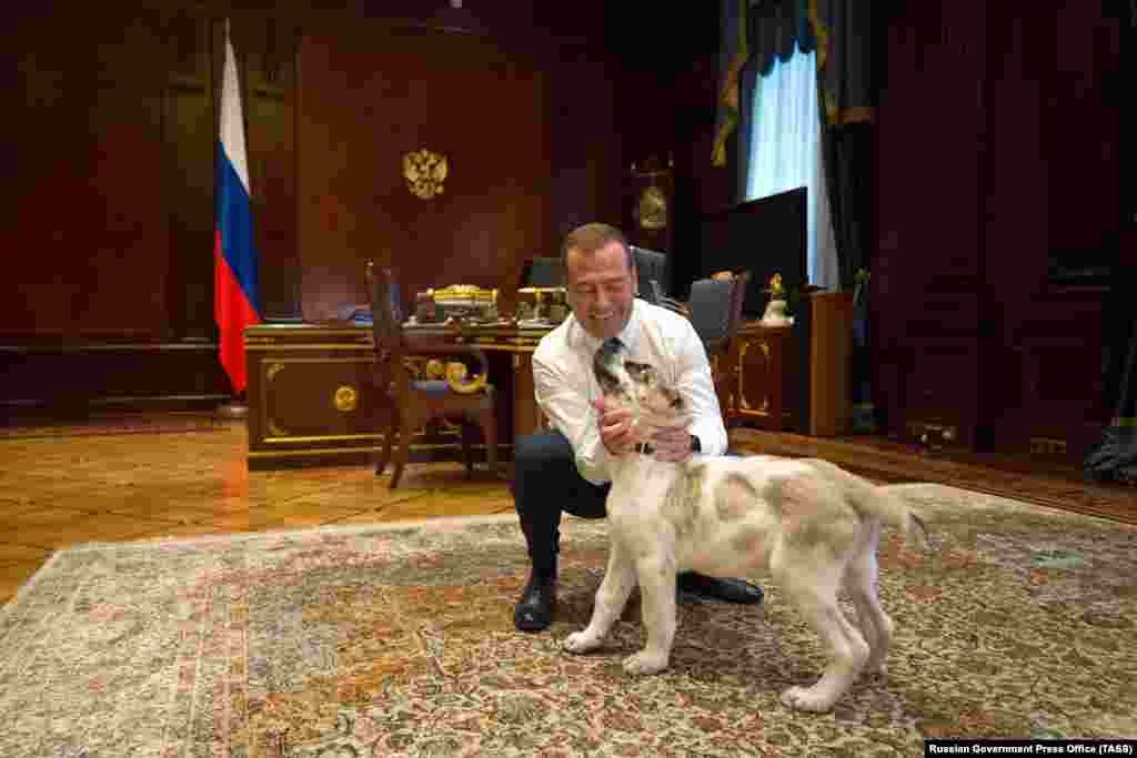 Medvedev plays with a Turkmen shepherd dog, known as an Alabai, that he received as a gift from&nbsp;Turkmen President Gurbanguly Berdymukhammedov on July 17, 2019.