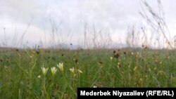 Иллюстрациялык сүрөт. 