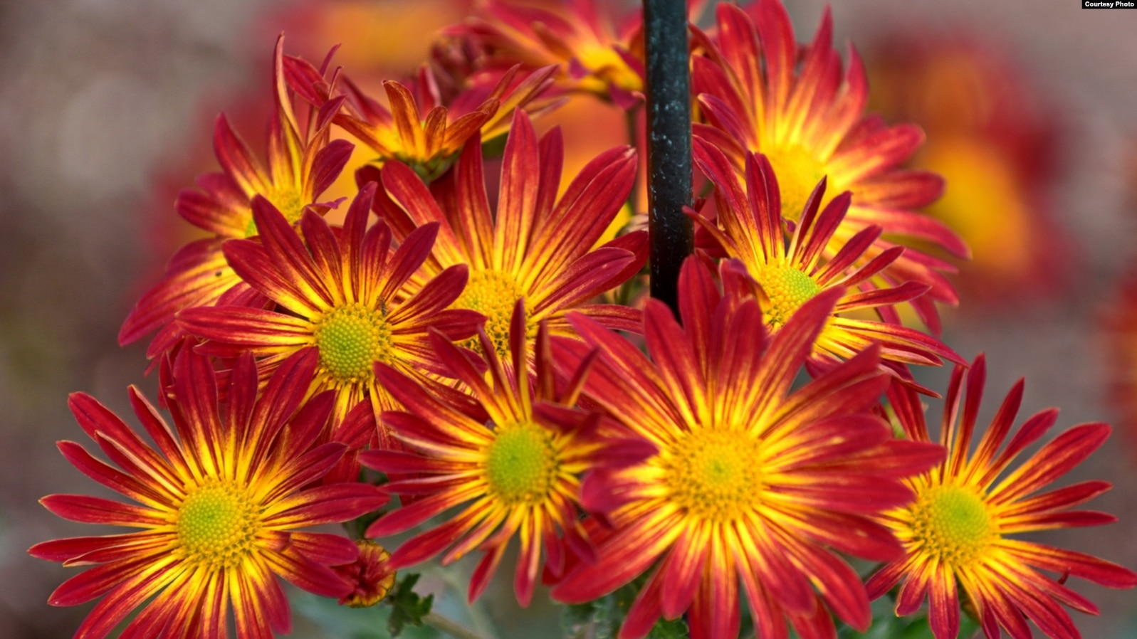 5bca6ed1-67da-46af-8c8d-a380be0e0b59_w15