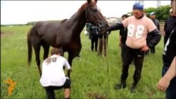 Бәйгеге байланысты дау