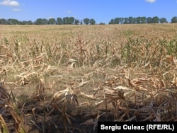 Высохшее поле кукурузы возле села Лэпушна, Хынчештский район, август, 2020
