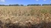 Pământ agricol crăpat de secetă în localitatea Gavrilovca, Sângerei