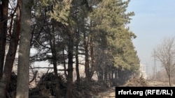 Ботаникалык бак