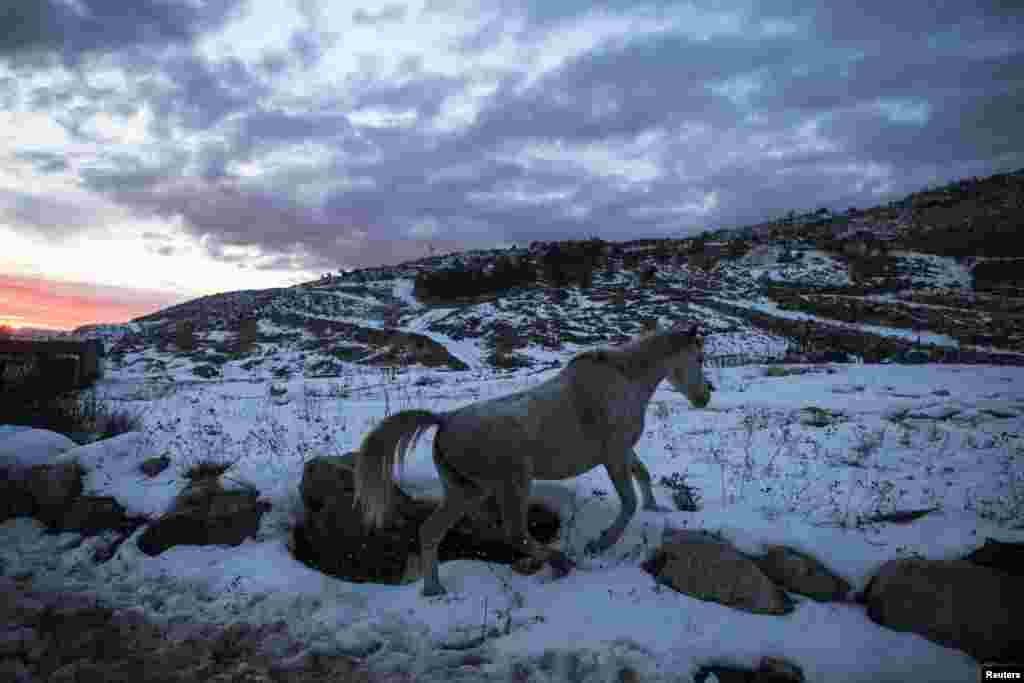 A horse walks in the snow at the base of Mount Hermon in the Golan Heights near the Israel-Syria border on December 17. (Reuters/Nir Elias)