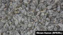 کشمش فاریاب