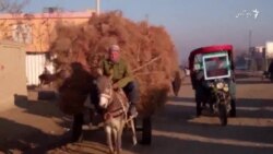 کودکان هیزم فروش در شهر شبرغان با کار های شاقه وسنگین مواجه اند