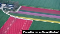 NETHERLANDS - An aerial view of flower fields in Lisse, April 28, 2021.
