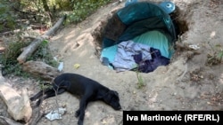 Sa privremenim stanovnicima šume u Obrenovcu je i pas Marko, 13. avgust 2026.