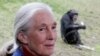 Jane Goodall