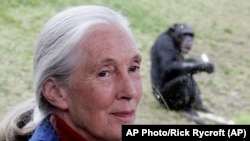 Jane Goodall