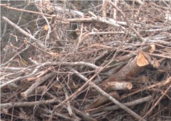 Деревья, вырубленные возле Севастополя для строительства трассы