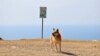 Бурятия: после смертельного нападения собак на пенсионерку завели дело