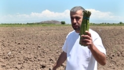 Հայկական ծնեբեկը՝ Սինգապուրի շուկայում