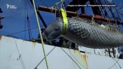 Узники "китовой тюрьмы". Трагедия белух и косаток в Приморье