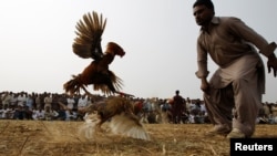 په پاکستان کې وخت په وخت د چرګانو جنګولو سیالۍ جوړېږي - پخوانی انځور. 