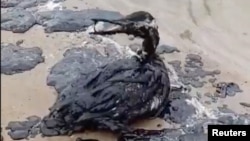 A bird sits stuck in an oil slick in the town of Anapa on Russia's Black Sea coast on December 17. 