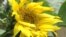 Netherlands -- CN story / Residents of the Dutch city of Hilversum remember those lost in the downing of MH17 by celebrating new life in the form of Ukrainian sunflowers. 