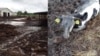 Belarus - disaster in the Belarusian village, dead cow