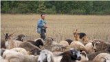 Shepherd Andrei Răilean from Cotiujenii Mari, Soldanesti district, Republic of Moldova