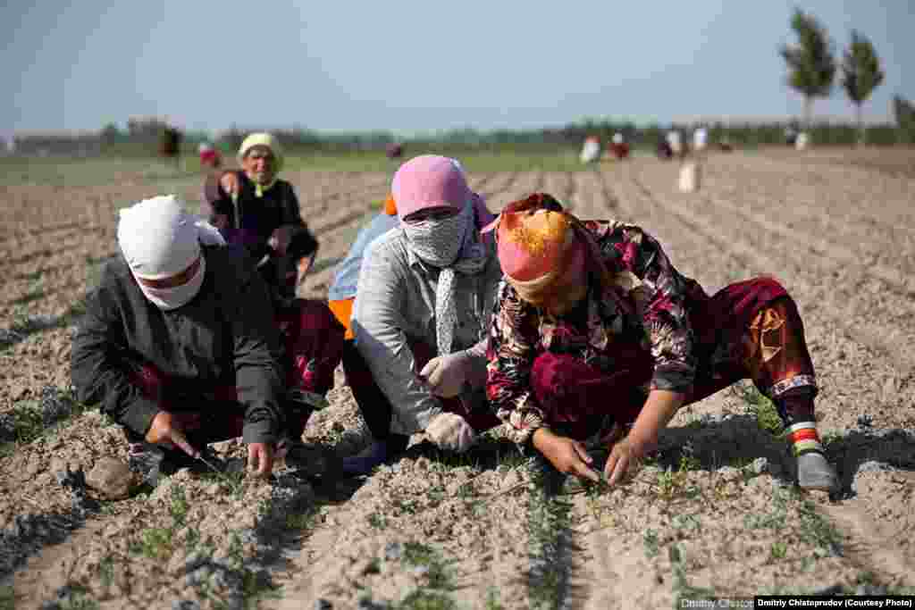 Бир гуруҳ аëллар далада меҳнат қилмоқда (Dmitriy Chistoprudov, http://chistoprudov.livejournal.com)