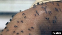 Комары Aedes aegypti, переносящие и вирус Зика