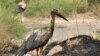 Oil-soaked white storks near the village of Hovtashen, Armenia