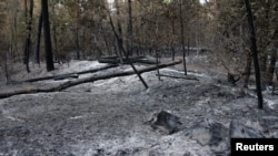 Անտառային հրդեհի հետևանքները Ֆրանսիայում, հուլիսի 16,2026թ.
