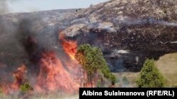 Иллюстрациялык сүрөт. Таластагы Алмалуу тоосунда чыккан өрт. 