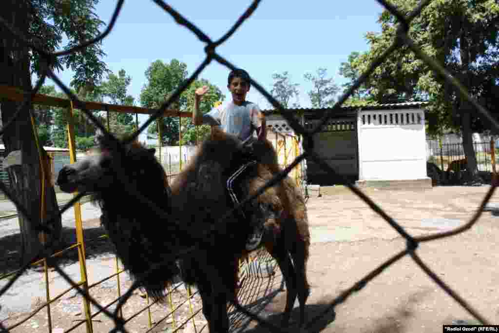 Наврасе дар Боғи ҳайвонот ба шутур савор шудааст.