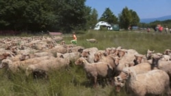 "Nem engedi a rendszer, hogy ne fizess számlát": önellátó farm Erdélyben