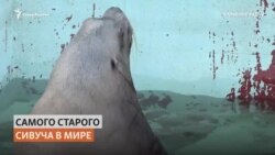 Как в калининградском зоопарке спасают старика-тюленя