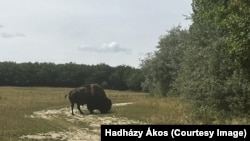 Hadházy Ákos független országgyűlési képviselő bölényt s fotózott a hatvanpusztai birtok közelében.