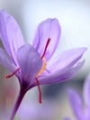 Iran's Internet Shutdown Means A Boon For Saffron Business In Afghanistan

