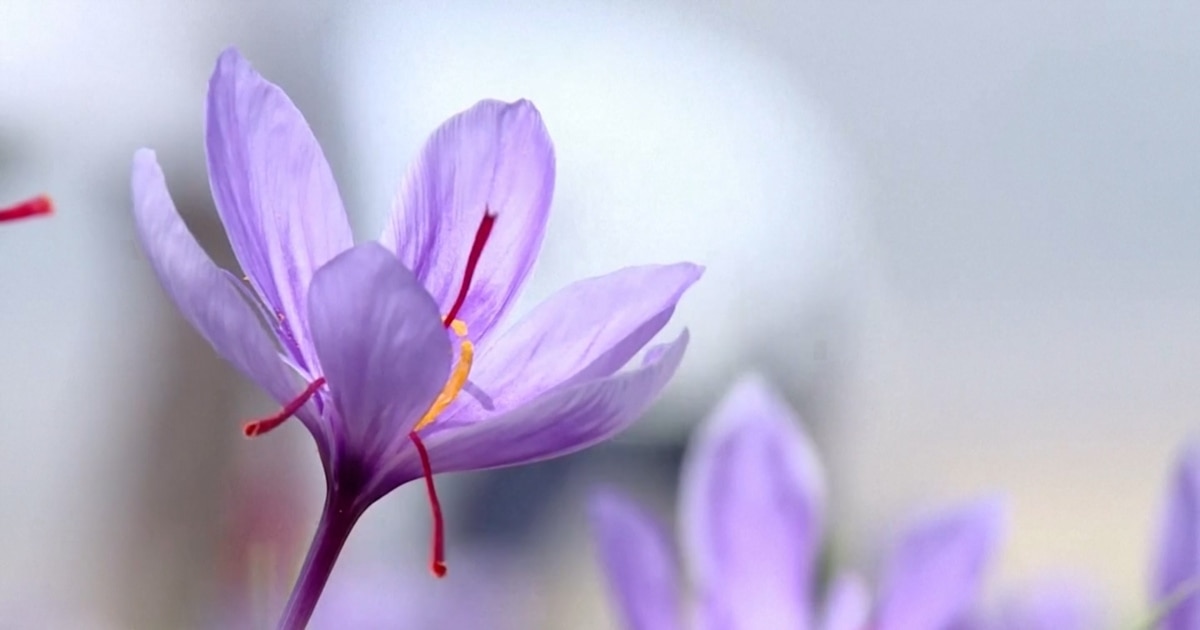 Iran's Internet Shutdown Means A Boon For Saffron Business In Afghanistan