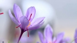 Iran's Internet Shutdown Means A Boon For Saffron Business In Afghanistan

