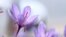 Iran - saffron crocus - Iran produces about 90 percent of the world's saffron - Reuters screen grab