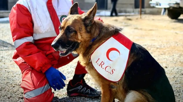 خاموشی تیدا، سگ باهوش و شجاع حادثه پلاسکو