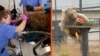 Armenia - bears rescued from captivity get dental work and a new home - screen grab