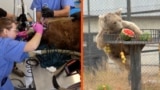 Armenia - bears rescued from captivity get dental work and a new home - screen grab