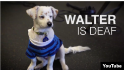 Belarus - deaf dog and gitl, Youtube