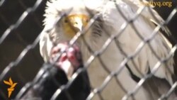 Новый сезон в зоопарке Алматы