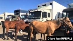 Кыргызстанда малдын башы жыл санап көбөйүп келатканын Айыл чарба министрлиги маалымдайт.