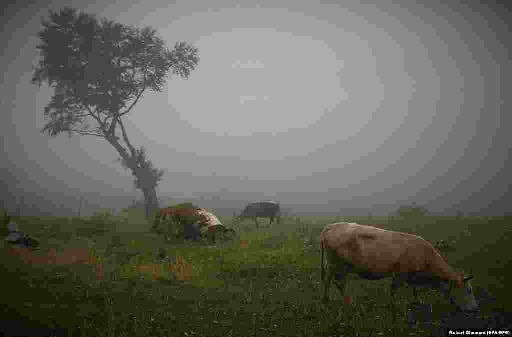 Cows graze on a Carpathian mountain ridge in thick fog near the village of Pestera, Romania.&nbsp;