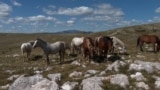 Abandoned In Wartime, Wild Horses Now Thrive In Bosnian Mountains