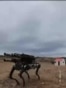 Chinese Robot Dog In Serbia
