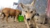 Kyrgyzstan_wolf_20Feb14